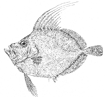 American John Dory (Zenopsis ocellata)