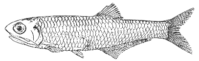 Anchovy (Anchoa mitchilli)