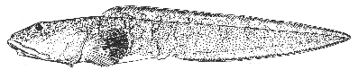 Arctic eelpout (Lycodes reticulatus)