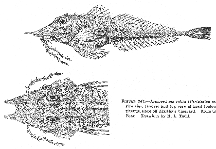 Armored sea robin (Peristedion miniatum)