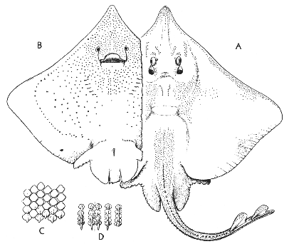 Barn-door skate (Raja laevis)