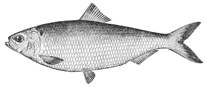 Blueback (Pomolobus aestivalis)