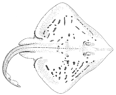 Brier skate (Raja eglanteria)