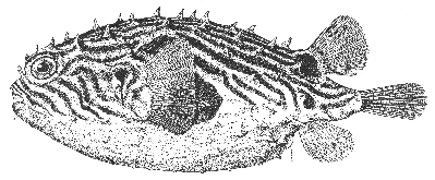 Burrfish (Chilomycterus schoepfii)