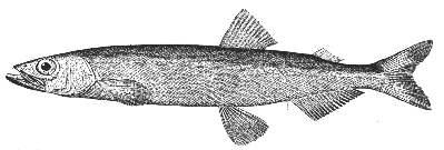 Capelin (Mallotus villosus)