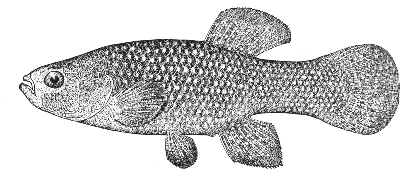 Common mummichog (Fundulus heteroclitus)