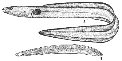 American conger (Conger oceanica)