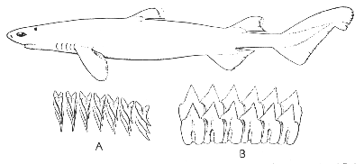 Dalatias (Dalatias licha)