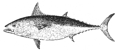 False albacore (Euthynnus alleteratus)