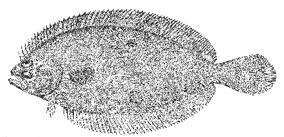 Four-spotted flounder (Paralichthys oblongus)