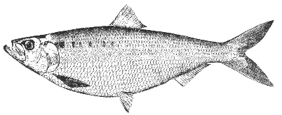 Hickory shad (Pomolobus mediocris)