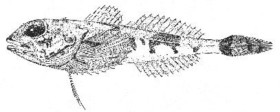 Hook-eared sculpin (Artediellus uncinatus)