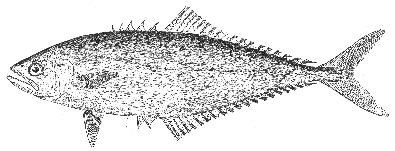 Leatherjacket (Oligoplites saurus)