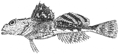 Longhorn sculpin (Myoxocephalus octodecimspinosus)