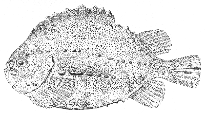 Lumpfish (Cyclopterus lumpus)