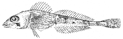 Mailed sculpin (Triglops ommatistius)