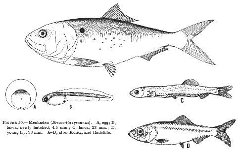 Menhaden (Brevoortia tyrannus)