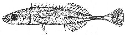 Nine-spined stickleback (Pungitius pungitius)