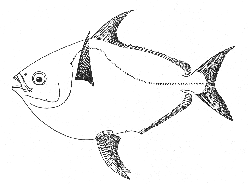 Opah (Lampris regius)