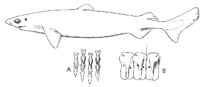 Portuguese shark (Centroscymnus coelolepis)