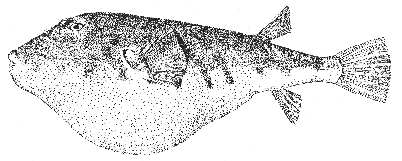 Puffer (Sphaeroides maculatus)