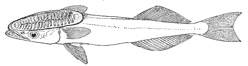 Remora (Remora remora)