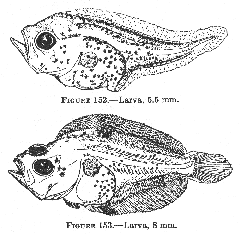 Sand flounder (Lophopsetta maculata), larva.