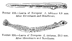 Sand launce (Ammodytes americanus), larva.