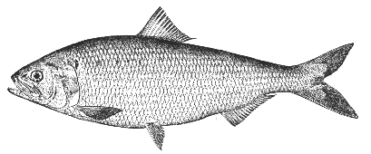 Shad (Alosa sapidissima)