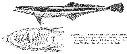 Shark sucker (Echeneis naucrates)