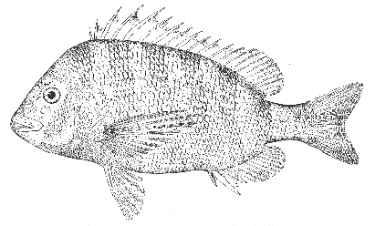 Sheepshead (Archosargus probatocephalus)