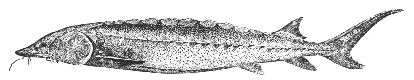 Short-nosed sturgeon (Acipenser brevirostrum)