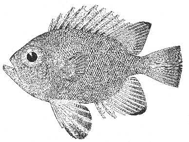 Short big-eye (Pseudopriacanthus altus)