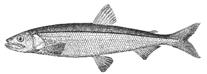 Smelt (Osmerus mordax)