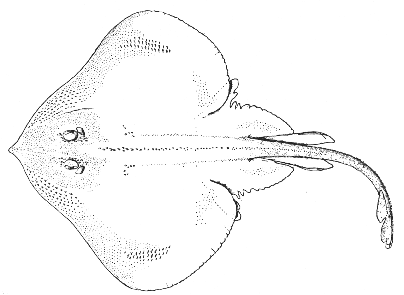 Smooth-tailed or prickly skate (Raja senta)