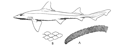 Smooth dogfish (Mustelus canis)