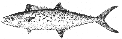 Spanish mackerel (Scomberomorus maculatus)