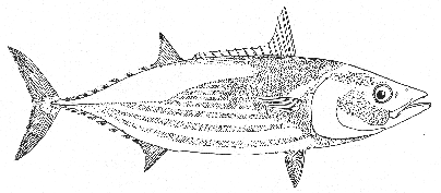 Striped bonito (Euthynnus pelamis)