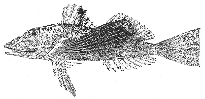 Striped sea robin (Prionotus evolans)