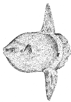 Sunfish (Mola mola)