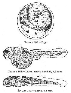 Three-spined stickleback (Gasterosteus aculeatus). Egg. Larva, newly hatched, 4.3 mm., Larva, 6.3 mm.