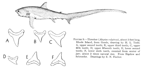 Thresher (Alopias vulpinus)