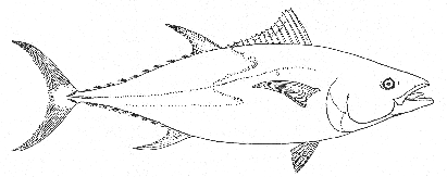 Tuna (Thunnus thynnus)