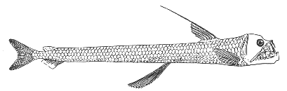 Viperfish (Chauliodus sloani)