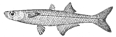 Waxen silverside (Menidia beryllina)