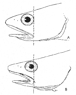 Side view of the heads of white hake and of squirrel hake.