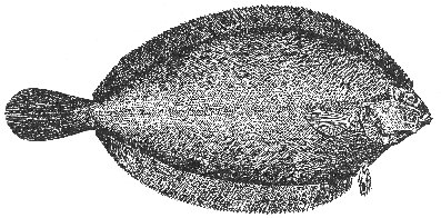 Witch flounder (Glyptocephalus cynoglossus)