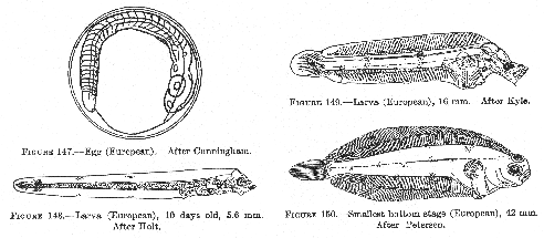 Witch Flounder (Glyptocephalus cynoglossus). Egg. Larva, Smallest bottom stage.