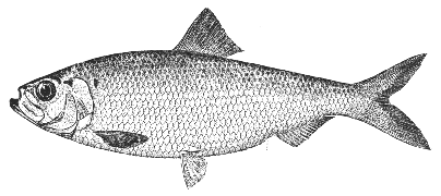 Alewife (Pomolobus pseudoharengus)