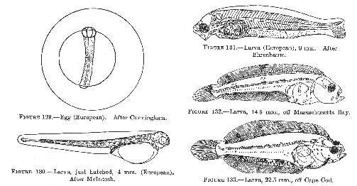 Canadian plaice, or Dab. Egg. Larva, just hatched. Larva 9 mm. Larva, 14.5 mm. Larva, 22.5.